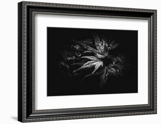 Blackmagic-Philippe Sainte-Laudy-Framed Photographic Print