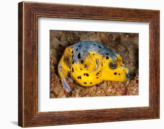 Blackspotted puffer curled up on reef, Philippines-David Fleetham-Framed Photographic Print