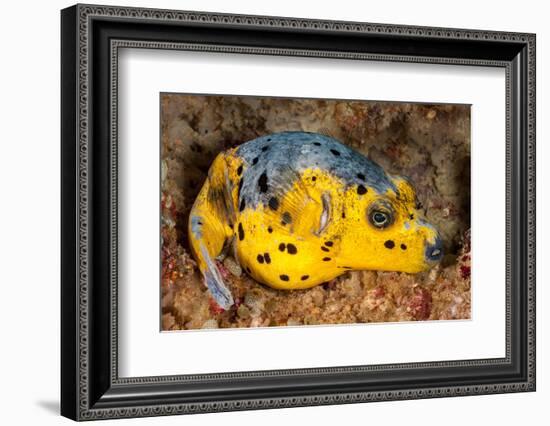 Blackspotted puffer curled up on reef, Philippines-David Fleetham-Framed Photographic Print