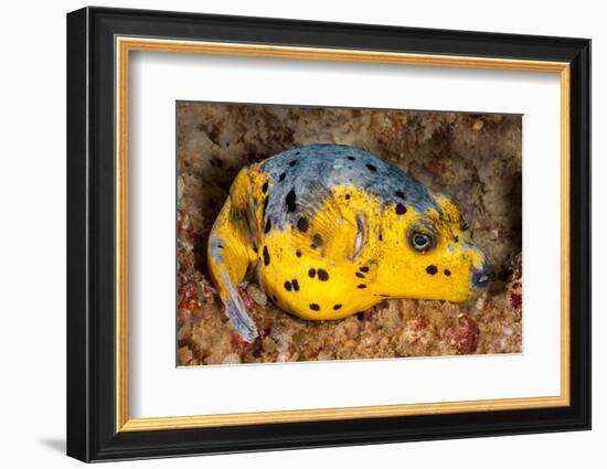 Blackspotted puffer curled up on reef, Philippines-David Fleetham-Framed Photographic Print