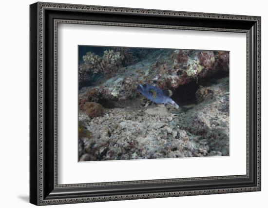 Blackspotted Puffer, Fiji-Stocktrek Images-Framed Photographic Print