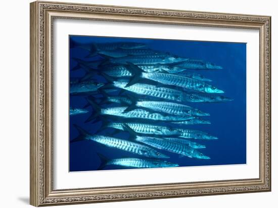 Blacktail Barracuda-null-Framed Photographic Print
