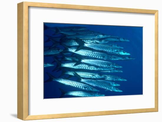 Blacktail Barracuda-null-Framed Photographic Print