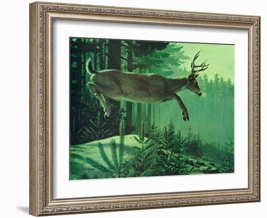 Blacktail Buck-Stan Galli-Framed Giclee Print