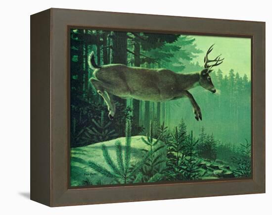 Blacktail Buck-Stan Galli-Framed Premier Image Canvas