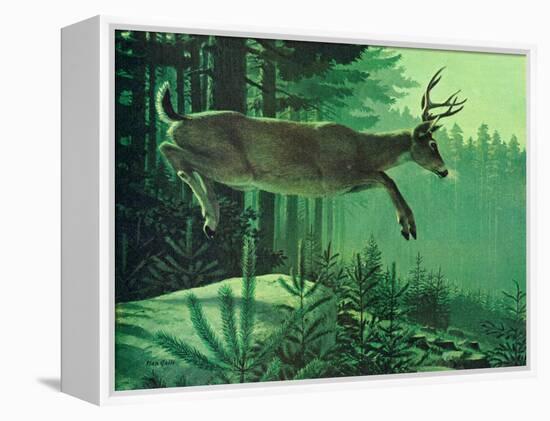 Blacktail Buck-Stan Galli-Framed Premier Image Canvas