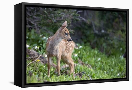 Blacktail Deer Fawn in Meadow, Olympic NP, Washington, USA-Gary Luhm-Framed Premier Image Canvas