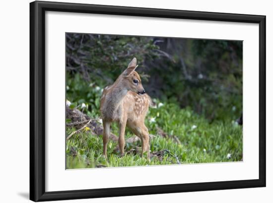 Blacktail Deer Fawn in Meadow, Olympic NP, Washington, USA-Gary Luhm-Framed Photographic Print