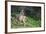 Blacktail Deer Fawn in Meadow, Olympic NP, Washington, USA-Gary Luhm-Framed Photographic Print