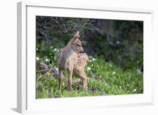 Blacktail Deer Fawn in Meadow, Olympic NP, Washington, USA-Gary Luhm-Framed Photographic Print