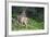 Blacktail Deer Fawn in Meadow, Olympic NP, Washington, USA-Gary Luhm-Framed Photographic Print