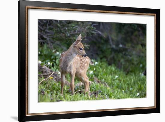 Blacktail Deer Fawn in Meadow, Olympic NP, Washington, USA-Gary Luhm-Framed Photographic Print