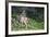 Blacktail Deer Fawn in Meadow, Olympic NP, Washington, USA-Gary Luhm-Framed Photographic Print