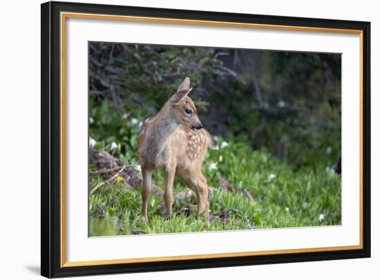 Blacktail Deer Fawn in Meadow, Olympic NP, Washington, USA-Gary Luhm-Framed Photographic Print