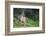 Blacktail Deer Fawn in Meadow, Olympic NP, Washington, USA-Gary Luhm-Framed Photographic Print