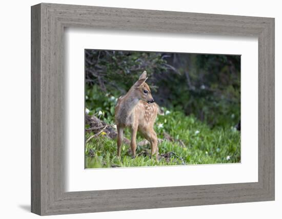 Blacktail Deer Fawn in Meadow, Olympic NP, Washington, USA-Gary Luhm-Framed Photographic Print