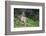 Blacktail Deer Fawn in Meadow, Olympic NP, Washington, USA-Gary Luhm-Framed Photographic Print