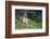 Blacktail Deer Fawn in Meadow, Olympic NP, Washington, USA-Gary Luhm-Framed Photographic Print