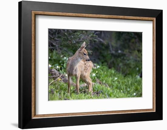 Blacktail Deer Fawn in Meadow, Olympic NP, Washington, USA-Gary Luhm-Framed Photographic Print