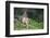 Blacktail Deer Fawn in Meadow, Olympic NP, Washington, USA-Gary Luhm-Framed Photographic Print