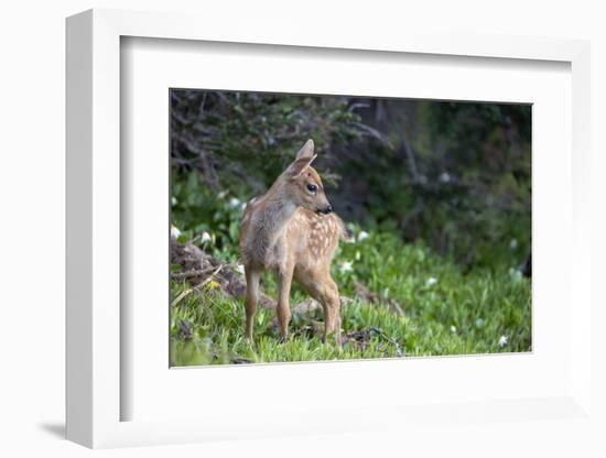 Blacktail Deer Fawn in Meadow, Olympic NP, Washington, USA-Gary Luhm-Framed Photographic Print