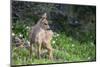 Blacktail Deer Fawn in Meadow, Olympic NP, Washington, USA-Gary Luhm-Mounted Photographic Print