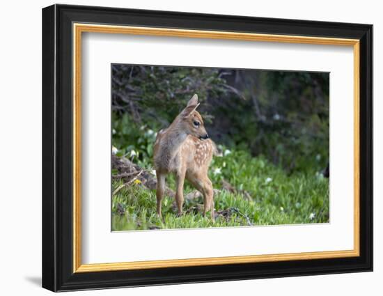 Blacktail Deer Fawn in Meadow, Olympic NP, Washington, USA-Gary Luhm-Framed Photographic Print