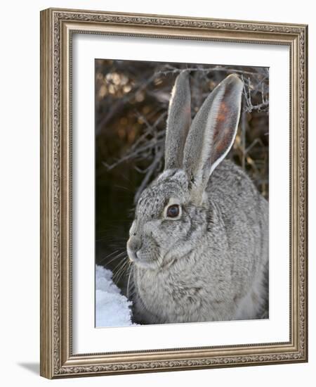 Blacktail Jackrabbit (Lepus Californicus) in the Snow, Antelope Island State Park, Utah, USA-James Hager-Framed Photographic Print