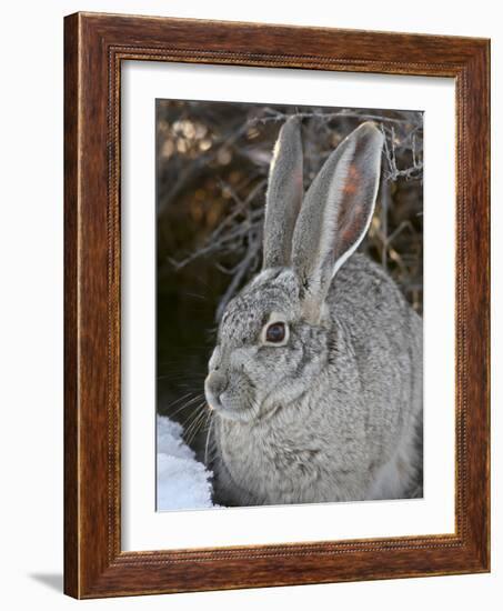 Blacktail Jackrabbit (Lepus Californicus) in the Snow, Antelope Island State Park, Utah, USA-James Hager-Framed Photographic Print