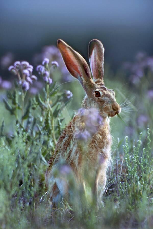 Jack Rabbit Usa >> Blacktail Jackrabbit Montana Usa Photographic Print By Tim Fitzharris Art Com Jack Rabbit Usa >> Blacktail Jackrabbit Montana Usa Photographic Print By Tim Fitzharris Art Com