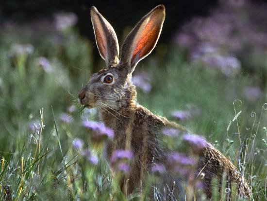 Jack Rabbit Usa >> Blacktail Jackrabbit New Mexico Usa Photographic Print By Tim Fitzharris Art Com Jack Rabbit Usa >> Blacktail Jackrabbit New Mexico Usa Photographic Print By Tim Fitzharris Art Com