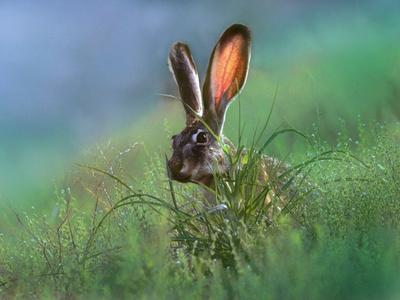 Jack Rabbit Usa >> Blacktail Jackrabbit New Mexico Usa Photographic Print By Tim Jack Rabbit Usa >> Blacktail Jackrabbit New Mexico Usa Photographic Print By Tim