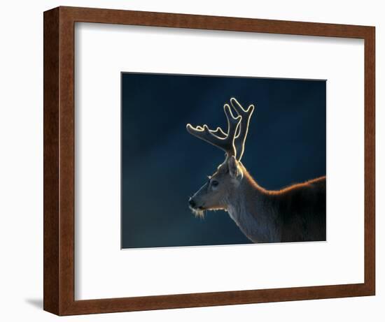 Blacktail or Mule Deer, Olympic National Park, Washington, USA-Art Wolfe-Framed Photographic Print
