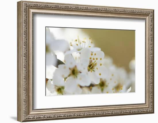 Blackthorn, Prunus Spinosa, Blossoms, Close Up-David & Micha Sheldon-Framed Photographic Print