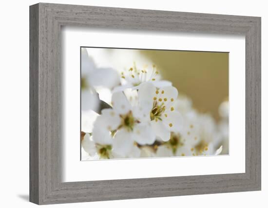 Blackthorn, Prunus Spinosa, Blossoms, Close Up-David & Micha Sheldon-Framed Photographic Print