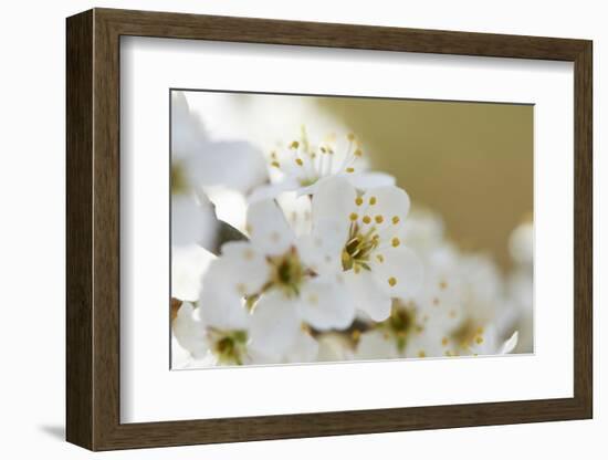 Blackthorn, Prunus Spinosa, Blossoms, Close Up-David & Micha Sheldon-Framed Photographic Print