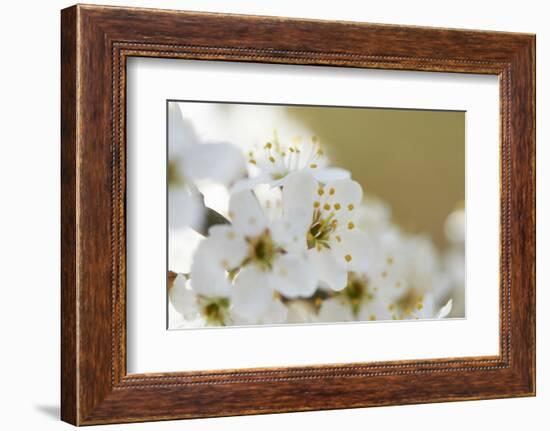 Blackthorn, Prunus Spinosa, Blossoms, Close Up-David & Micha Sheldon-Framed Photographic Print