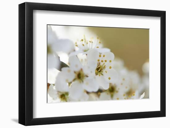 Blackthorn, Prunus Spinosa, Blossoms, Close Up-David & Micha Sheldon-Framed Photographic Print