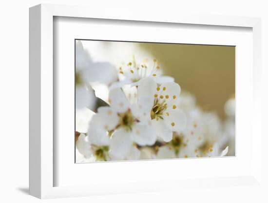 Blackthorn, Prunus Spinosa, Blossoms, Close Up-David & Micha Sheldon-Framed Photographic Print