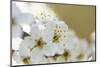 Blackthorn, Prunus Spinosa, Blossoms, Close Up-David & Micha Sheldon-Mounted Photographic Print