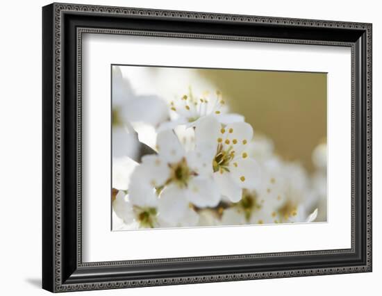 Blackthorn, Prunus Spinosa, Blossoms, Close Up-David & Micha Sheldon-Framed Photographic Print