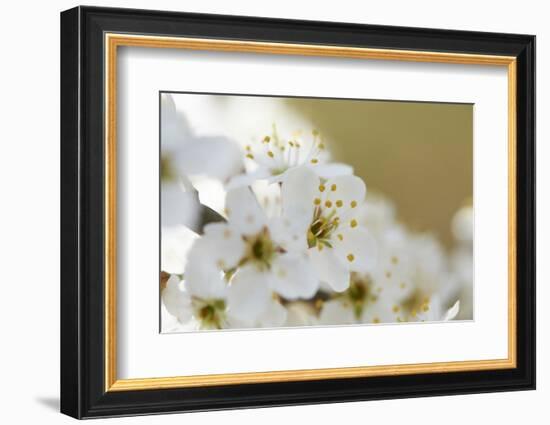 Blackthorn, Prunus Spinosa, Blossoms, Close Up-David & Micha Sheldon-Framed Photographic Print