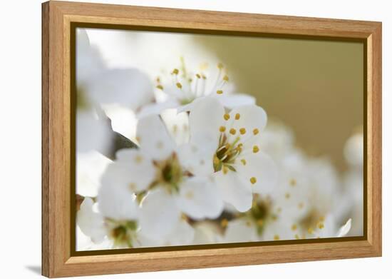 Blackthorn, Prunus Spinosa, Blossoms, Close Up-David & Micha Sheldon-Framed Premier Image Canvas