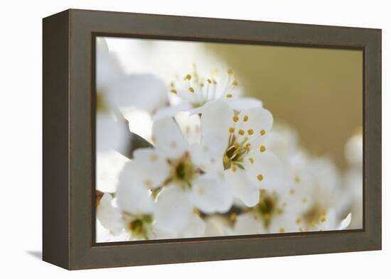 Blackthorn, Prunus Spinosa, Blossoms, Close Up-David & Micha Sheldon-Framed Premier Image Canvas