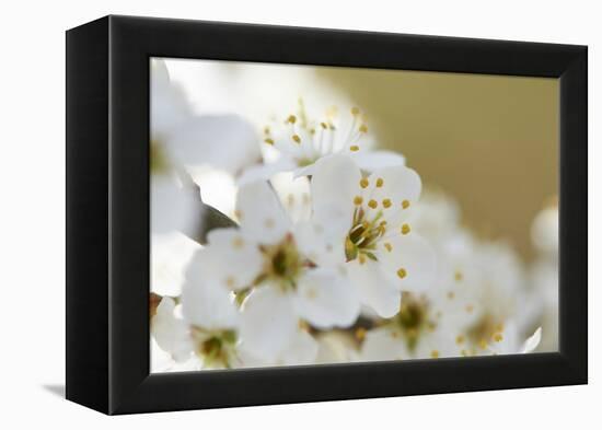 Blackthorn, Prunus Spinosa, Blossoms, Close Up-David & Micha Sheldon-Framed Premier Image Canvas