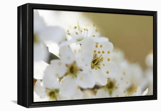 Blackthorn, Prunus Spinosa, Blossoms, Close Up-David & Micha Sheldon-Framed Premier Image Canvas