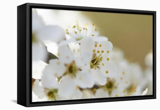 Blackthorn, Prunus Spinosa, Blossoms, Close Up-David & Micha Sheldon-Framed Premier Image Canvas