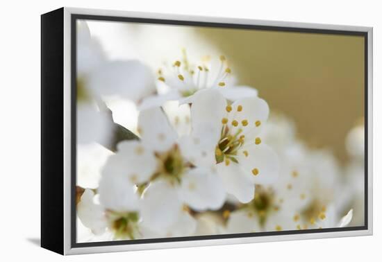 Blackthorn, Prunus Spinosa, Blossoms, Close Up-David & Micha Sheldon-Framed Premier Image Canvas