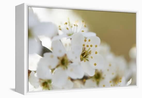 Blackthorn, Prunus Spinosa, Blossoms, Close Up-David & Micha Sheldon-Framed Premier Image Canvas