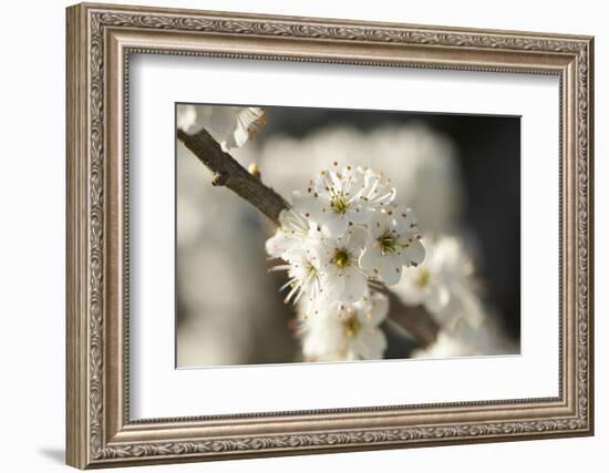 Blackthorn, Prunus Spinosa, Blossoms, Close Up-David & Micha Sheldon-Framed Photographic Print